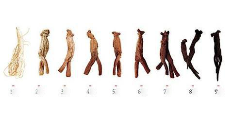 quy trình tạo ra hắc sâm củ khô