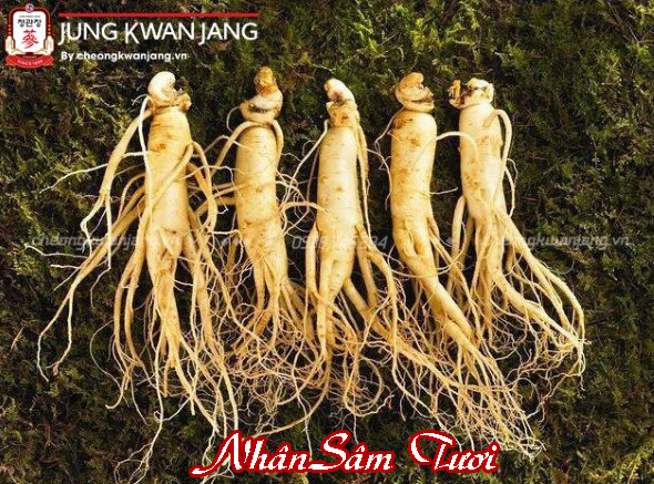 hình ảnh thủy sâm hay còn gọi là nhân sâm tươi