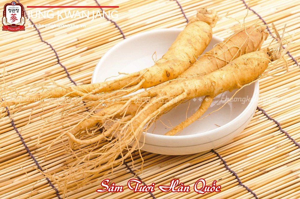 nhân sâm tươi