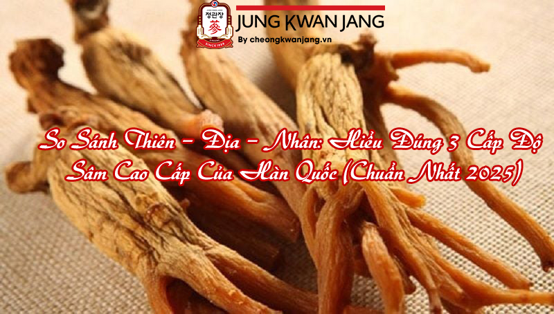 So Sánh Thiên – Địa – Nhân: Hiểu Đúng 3 Cấp Độ Sâm Cao Cấp Của Hàn Quốc (Chuẩn Nhất 2025)
